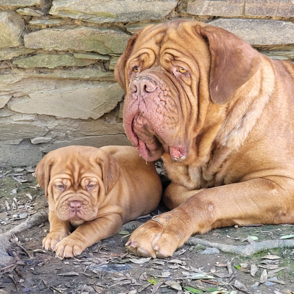 chiot Dogue de Bordeaux de la vallée de Saint Georges