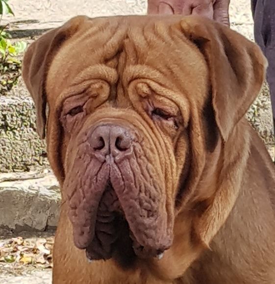 Eugénio de el siscar