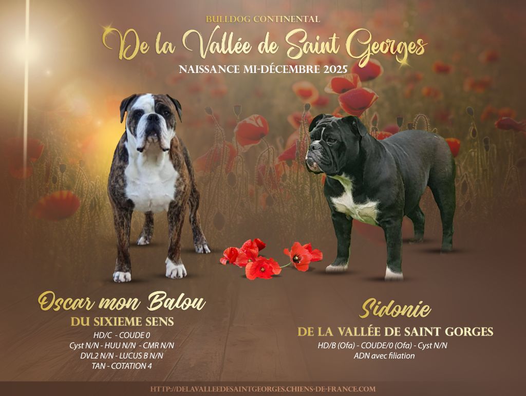 de la vallée de Saint Georges - Chiots