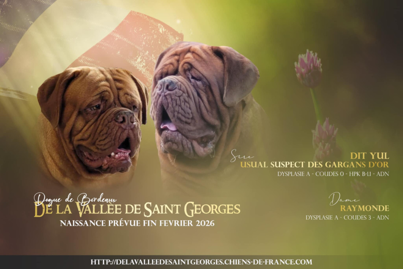 Fin février naissance des chiots de Raymonde et de Usual Supect dit Yul des Gargans d'or