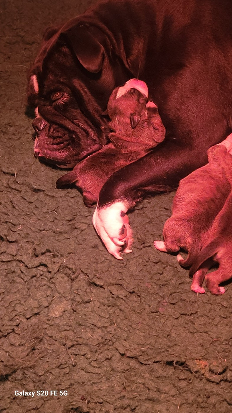 de la vallée de Saint Georges - Chiots disponibles - Bulldog continental