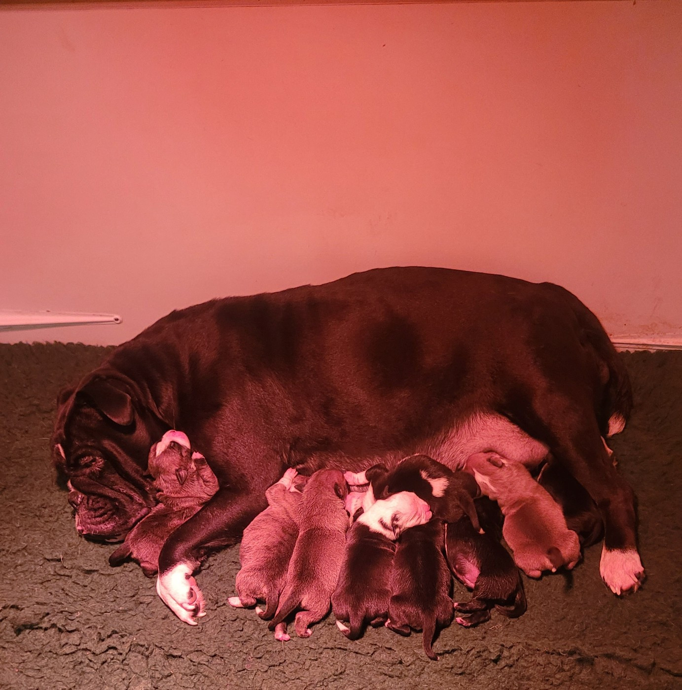 de la vallée de Saint Georges - Chiots disponibles - Bulldog continental