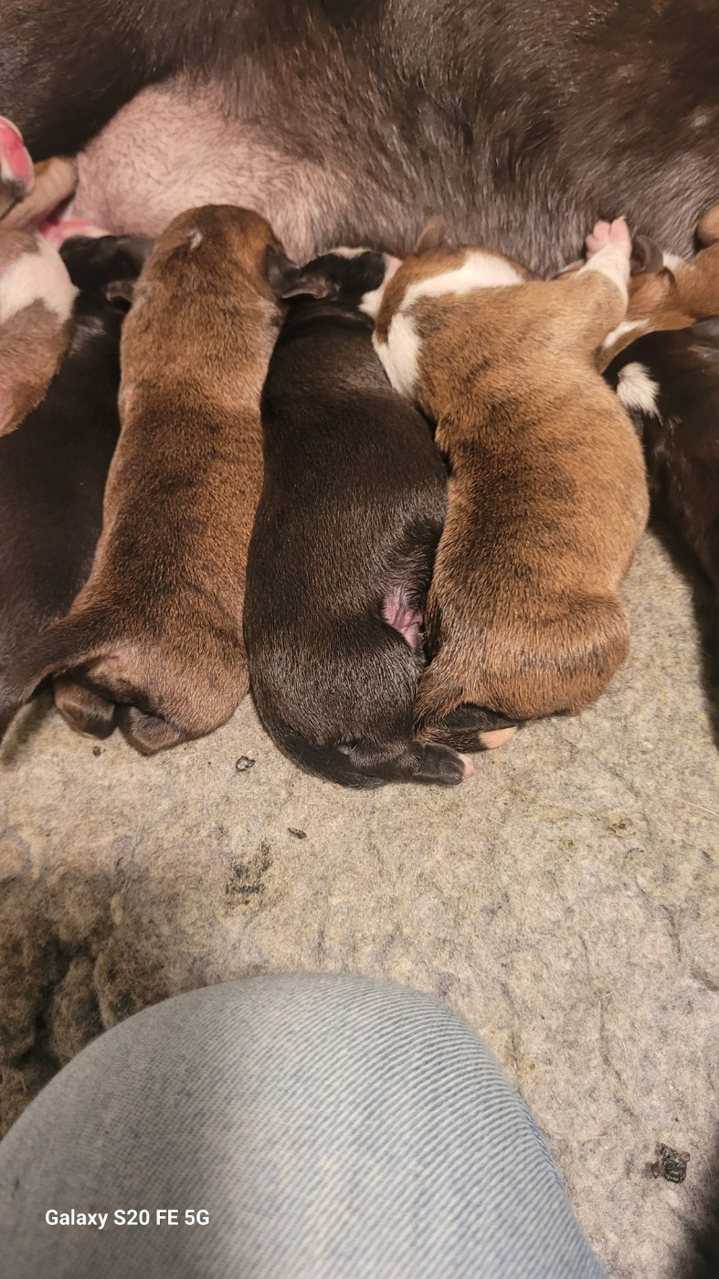 de la vallée de Saint Georges - Chiots disponibles - Bulldog continental