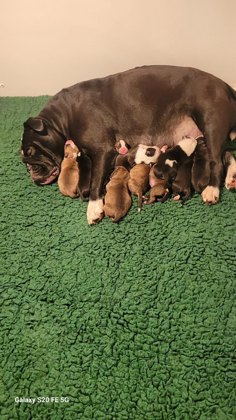 de la vallée de Saint Georges - Chiots disponibles - Bulldog continental