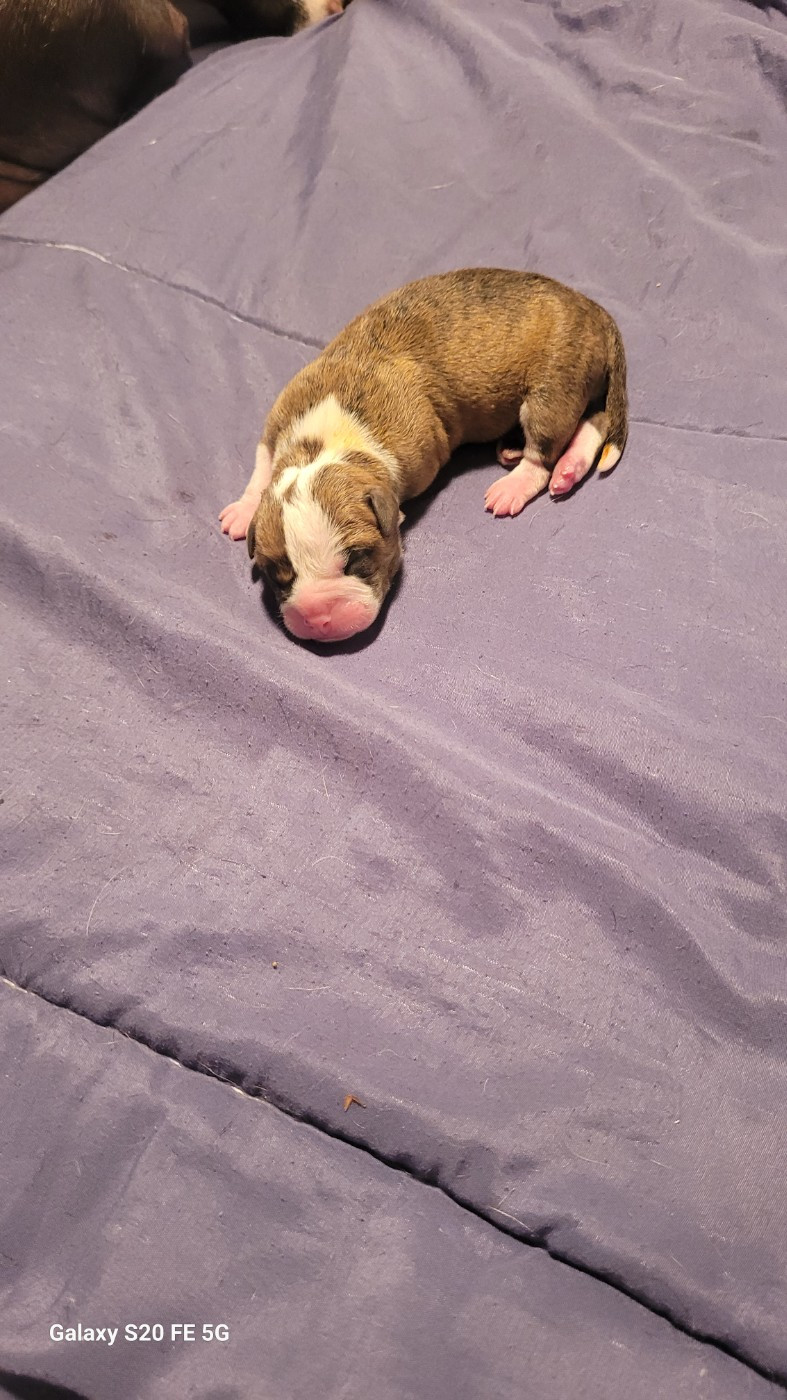 de la vallée de Saint Georges - Chiots disponibles - Bulldog continental