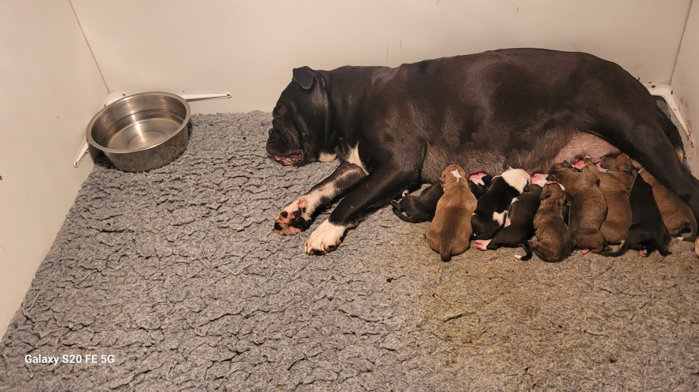 Chiot Bulldog continental de la vallée de Saint Georges