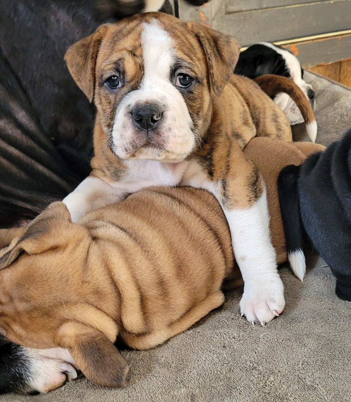 de la vallée de Saint Georges - Chiots disponibles - Bulldog continental