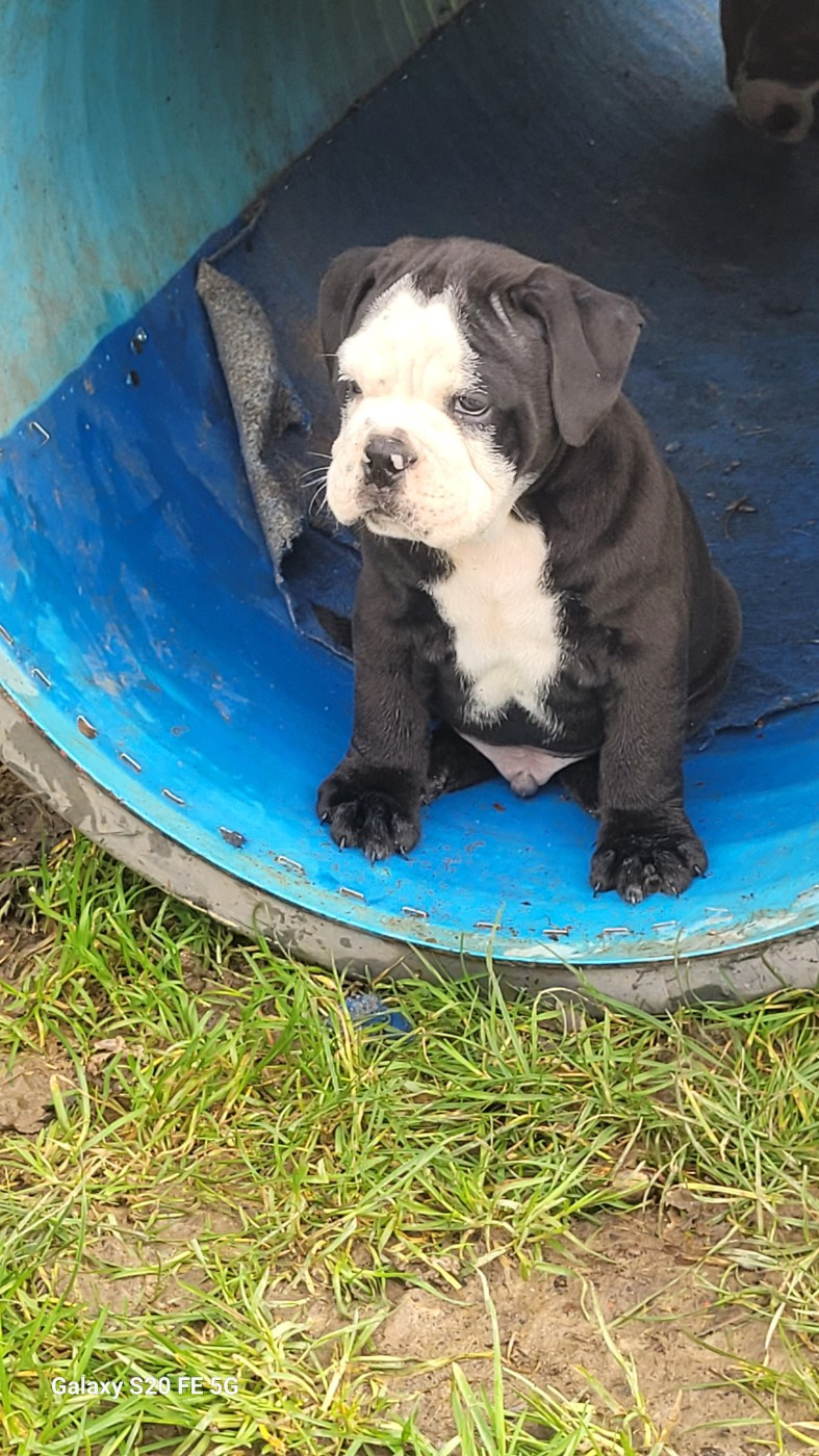 de la vallée de Saint Georges - Chiots disponibles - Bulldog continental