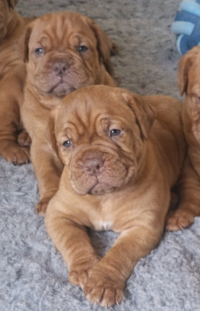 de la vallée de Saint Georges - Chiots disponibles - Dogue de Bordeaux