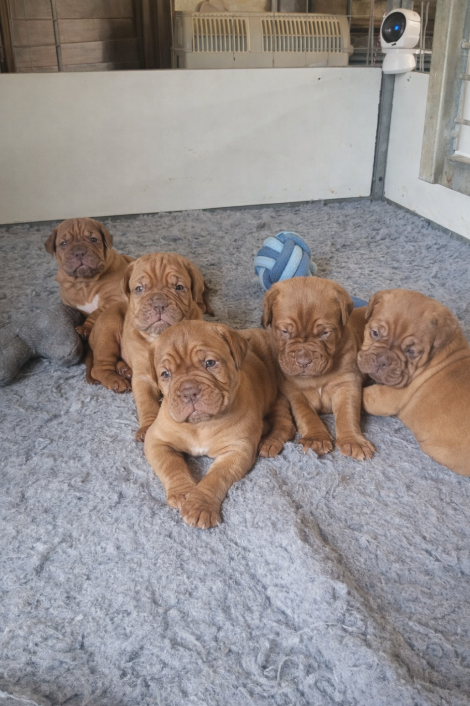 Chiot Dogue de Bordeaux de la vallée de Saint Georges