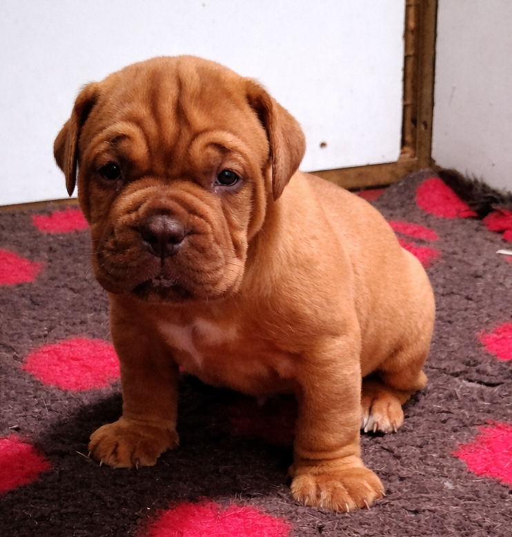 de la vallée de Saint Georges - Chiots disponibles - Dogue de Bordeaux