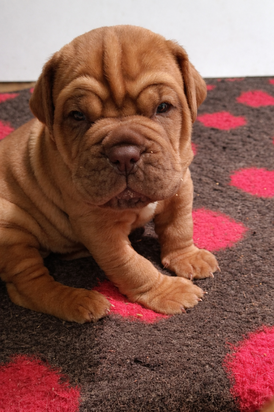 de la vallée de Saint Georges - Chiots disponibles - Dogue de Bordeaux