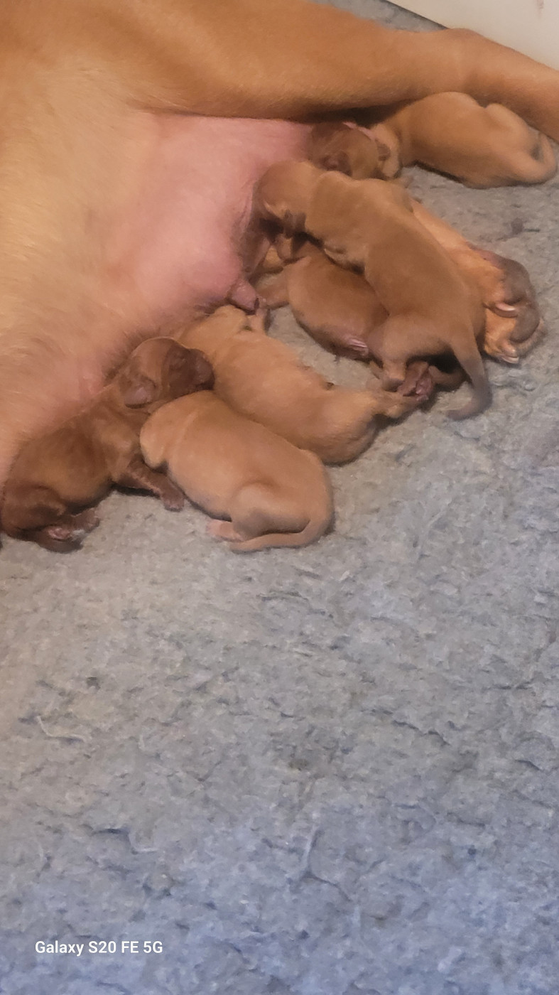 de la vallée de Saint Georges - Chiots disponibles - Dogue de Bordeaux