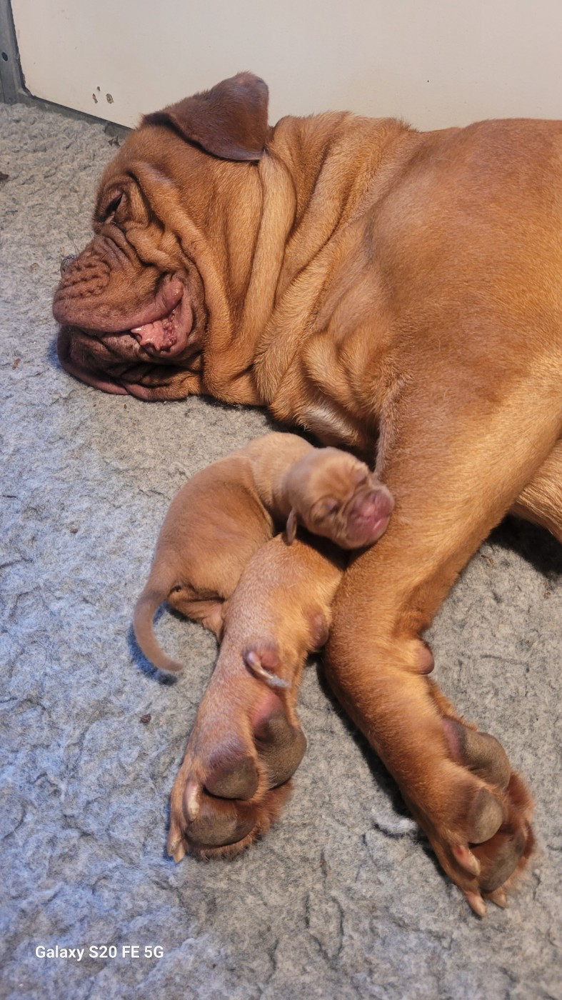 de la vallée de Saint Georges - Chiots disponibles - Dogue de Bordeaux
