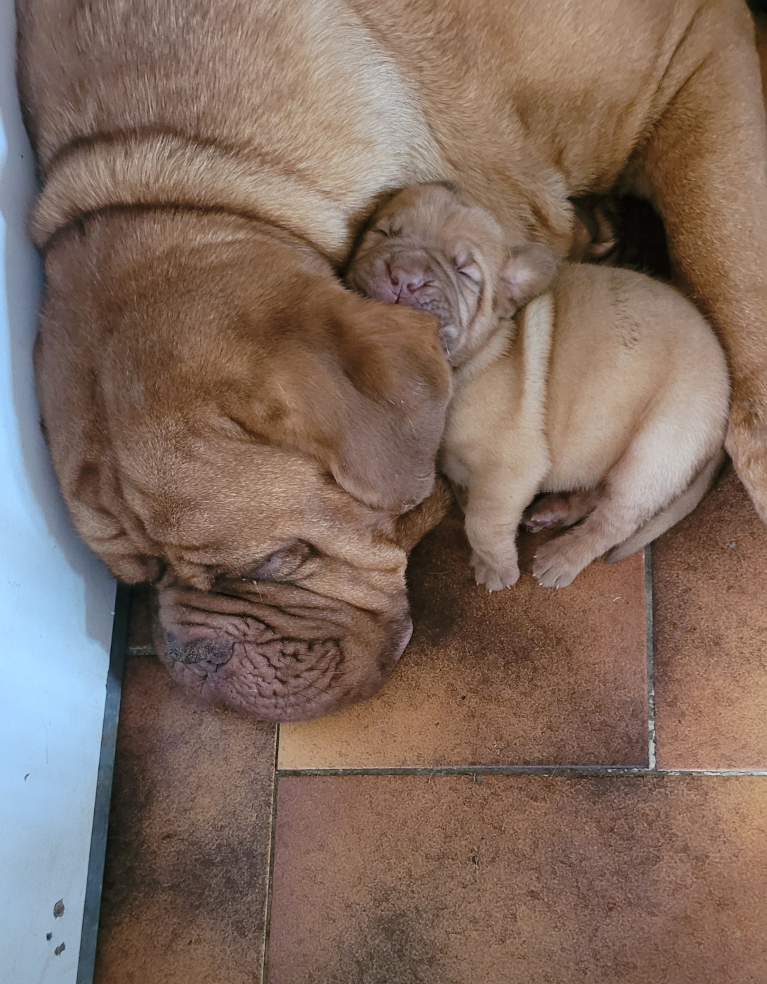 de la vallée de Saint Georges - Chiots disponibles - Dogue de Bordeaux