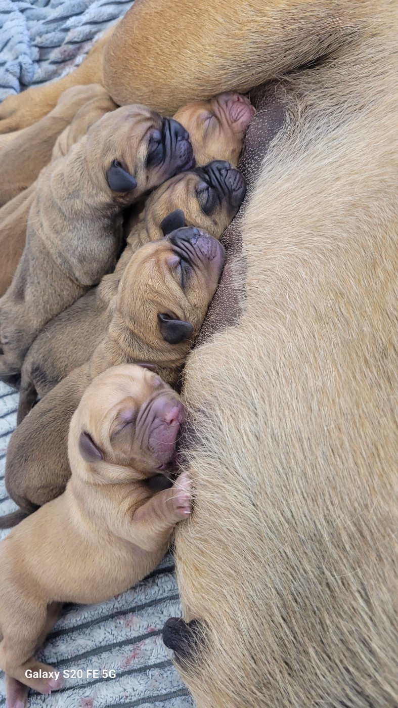 de la vallée de Saint Georges - Chiots disponibles - Dogue de Bordeaux