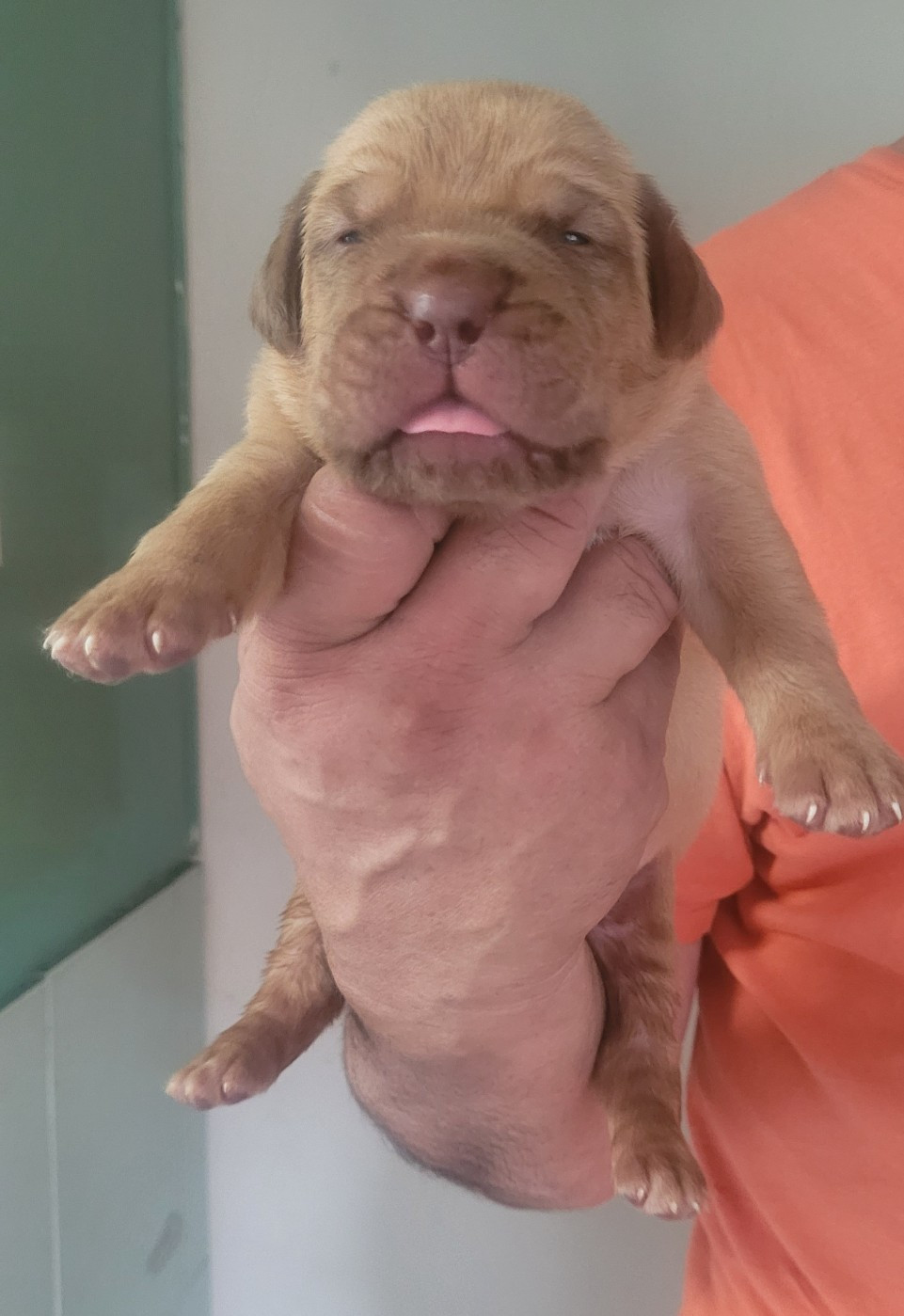 de la vallée de Saint Georges - Chiots disponibles - Dogue de Bordeaux