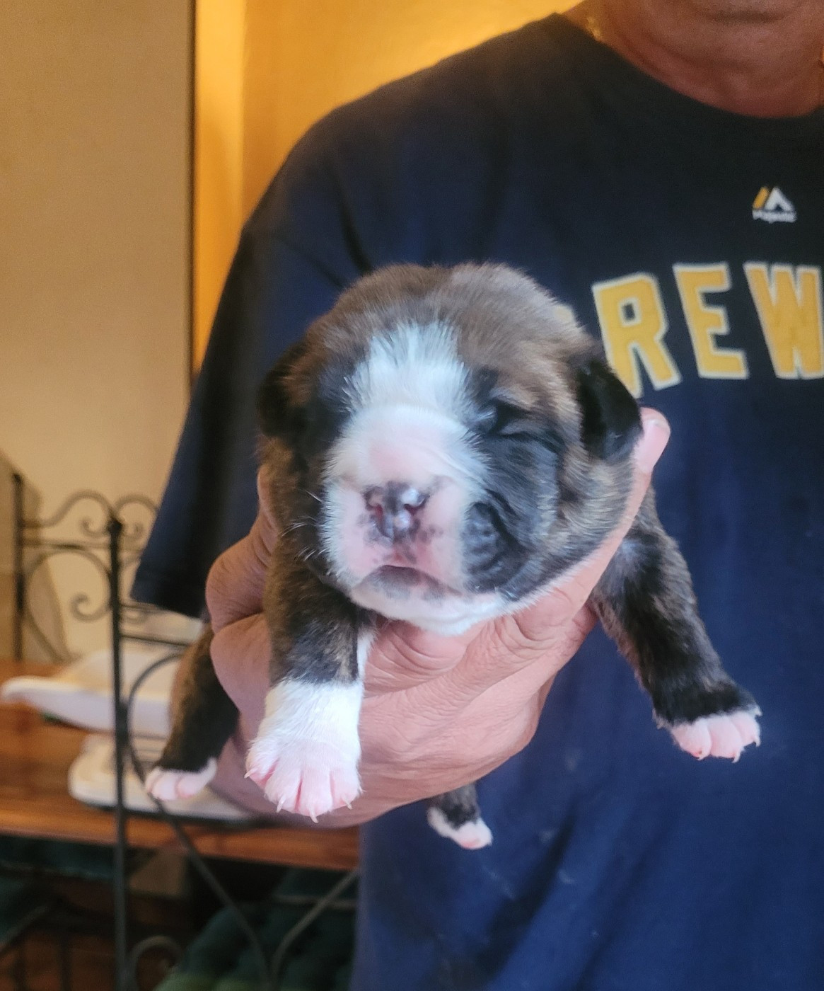 de la vallée de Saint Georges - Chiots disponibles - Bulldog continental
