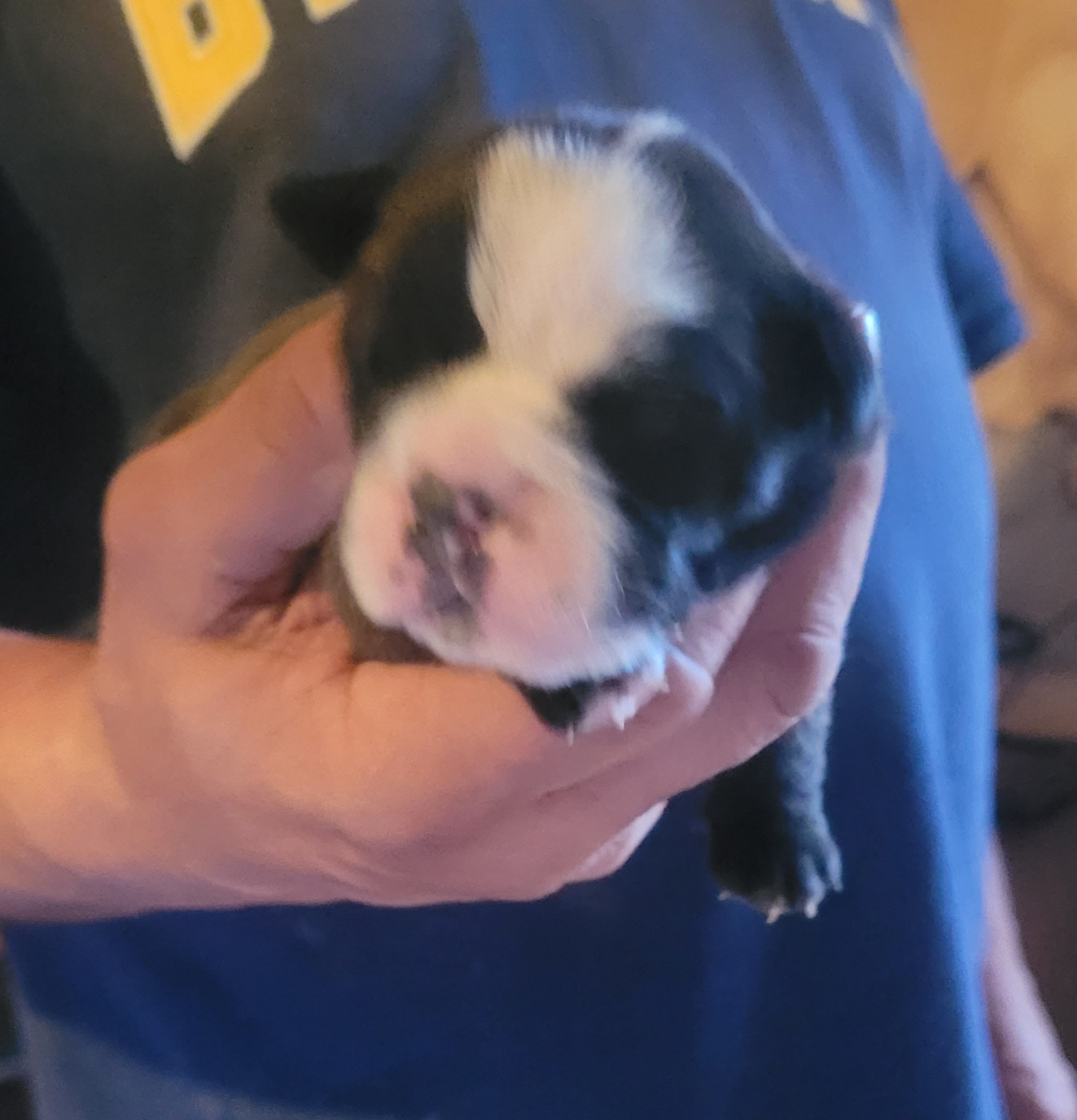 de la vallée de Saint Georges - Chiots disponibles - Bulldog continental