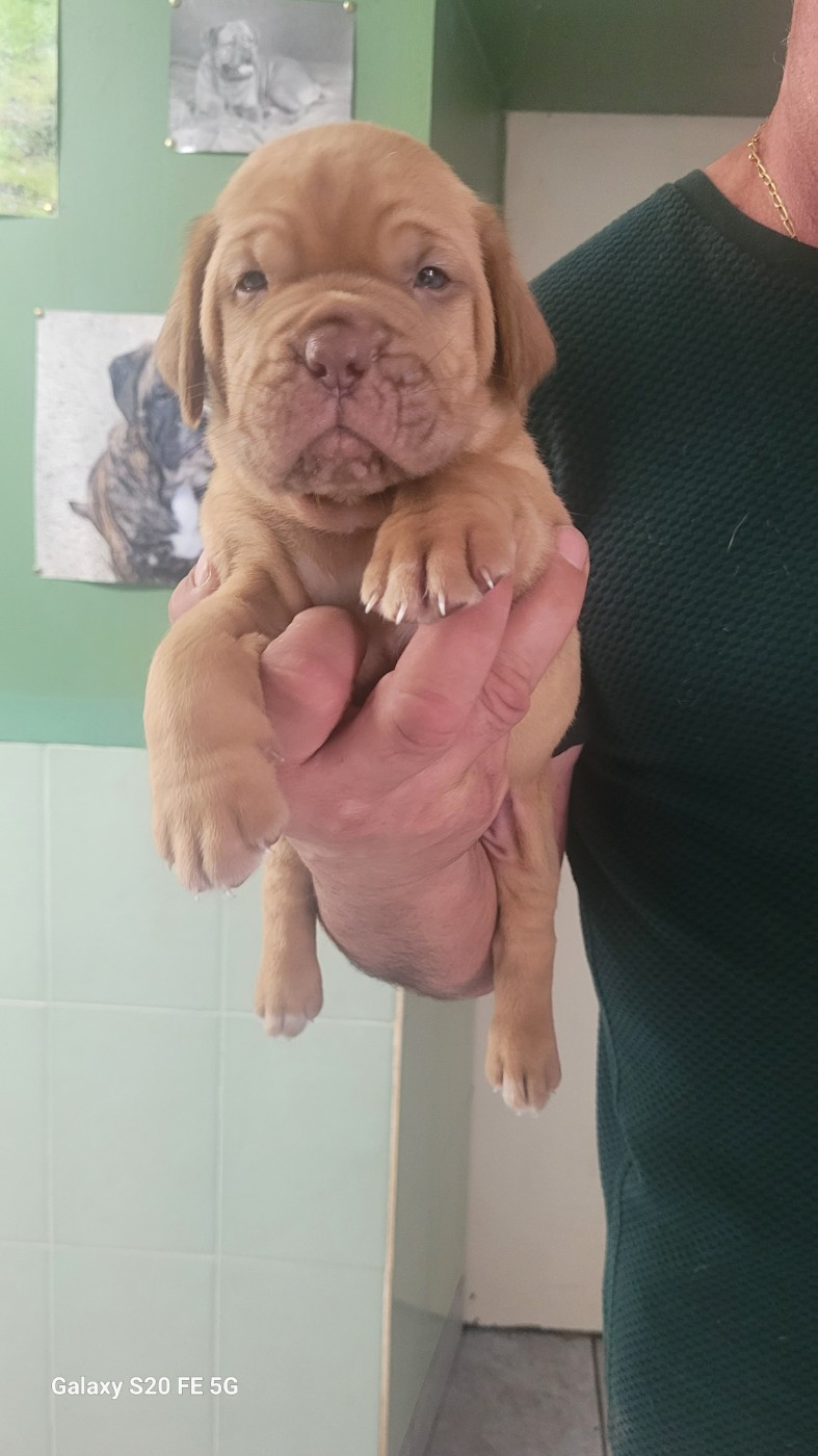de la vallée de Saint Georges - Chiots disponibles - Dogue de Bordeaux