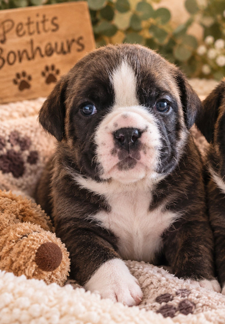 de la vallée de Saint Georges - Chiots disponibles - Bulldog continental