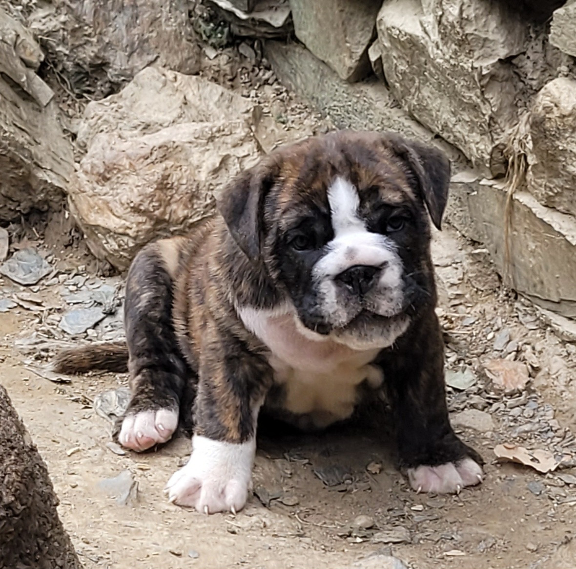 de la vallée de Saint Georges - Chiots disponibles - Bulldog continental