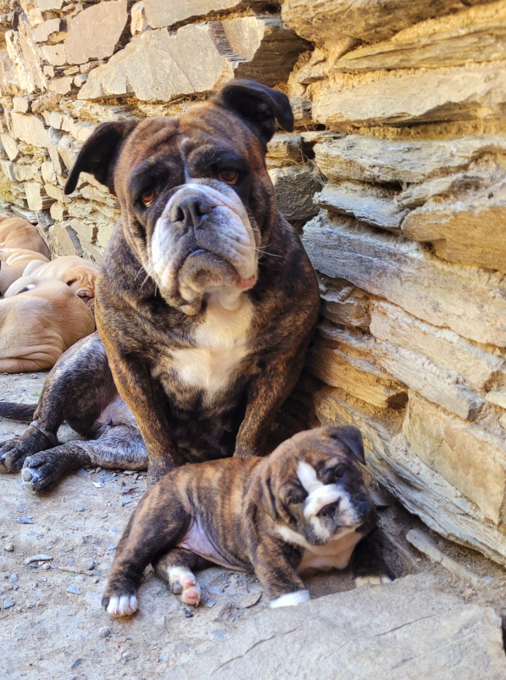 Chiot Bulldog continental de la vallée de Saint Georges