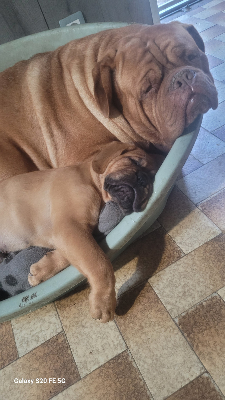 Chiot Dogue de Bordeaux de la vallée de Saint Georges