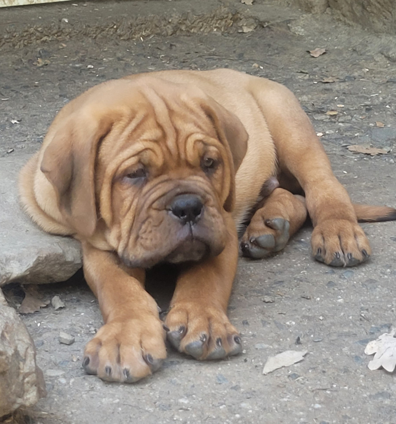 de la vallée de Saint Georges - Chiots disponibles - Dogue de Bordeaux