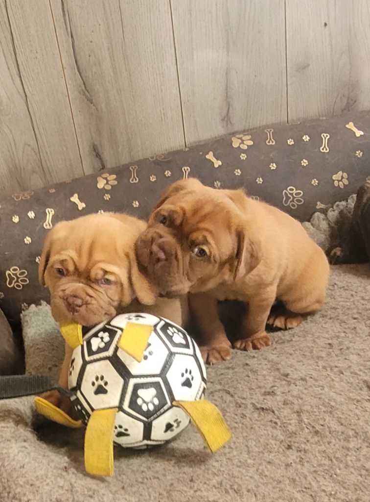 Chiot Dogue de Bordeaux de la vallée de Saint Georges