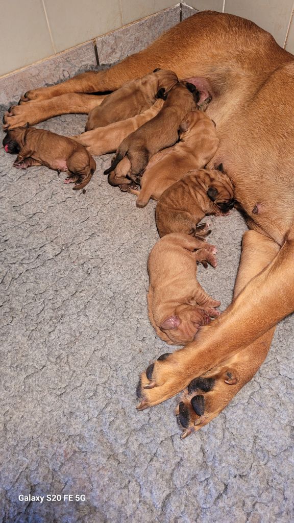 Chiot Dogue de Bordeaux de la vallée de Saint Georges