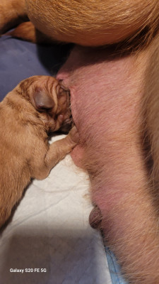 CHIOT 2