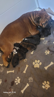 CHIOT 1