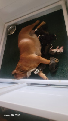 CHIOT 9