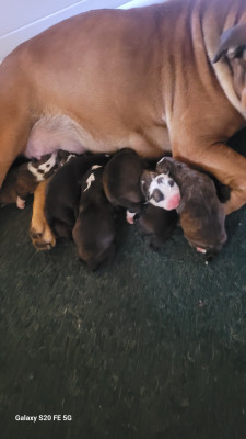 CHIOT 5