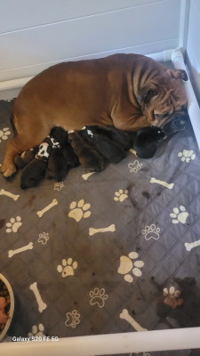 CHIOT 6