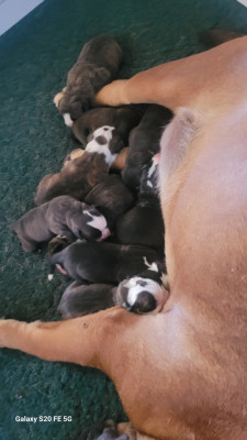 CHIOT 7