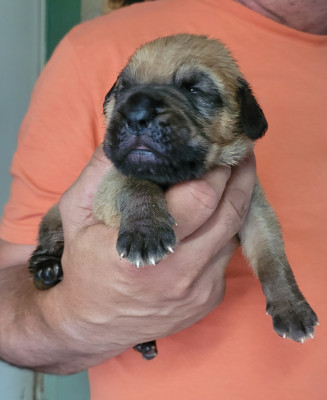 CHIOT 5