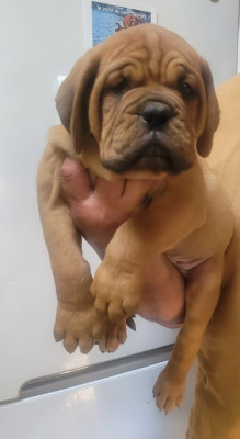 BOOBA