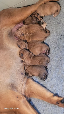 CHIOT