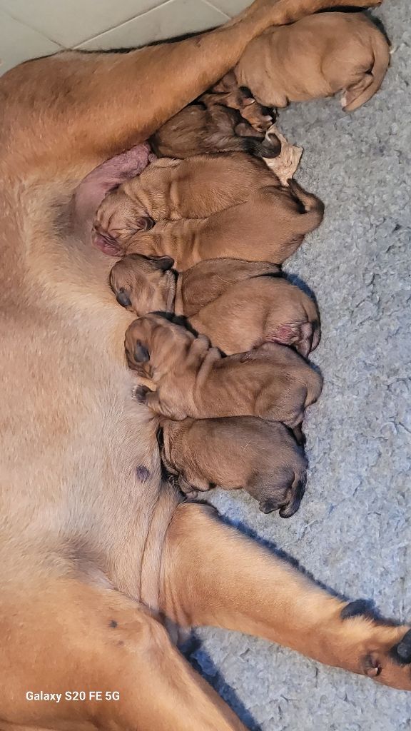 de la vallée de Saint Georges - Chiots disponibles - Dogue de Bordeaux