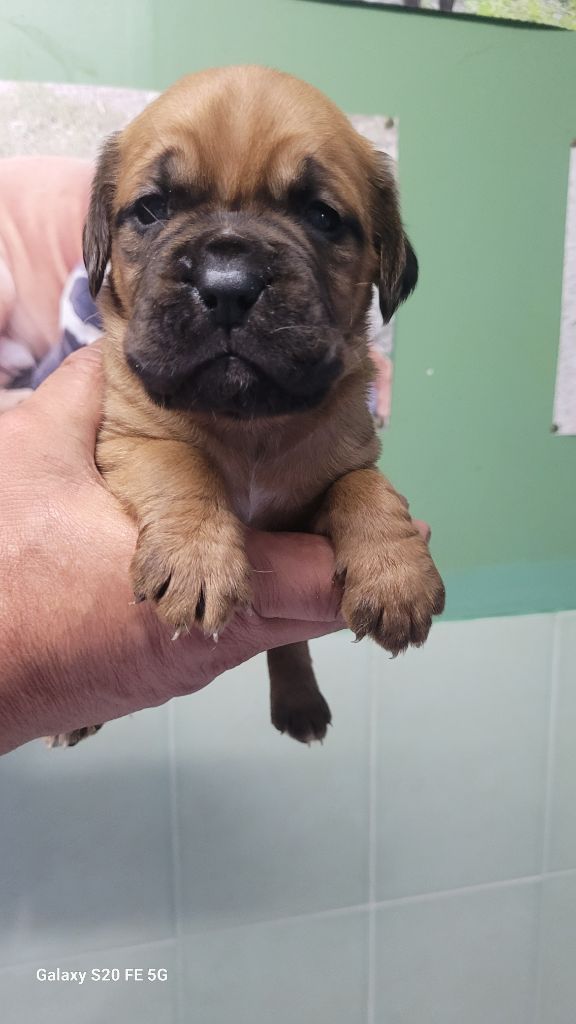 de la vallée de Saint Georges - Chiots disponibles - Dogue de Bordeaux