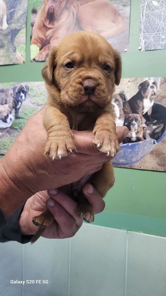 de la vallée de Saint Georges - Chiots disponibles - Dogue de Bordeaux